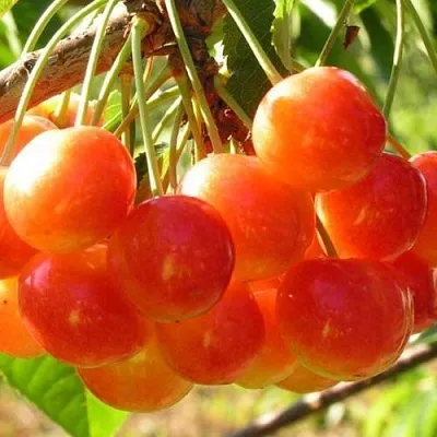 Черешня СОПЕРНИЦА  Черешня СОПЕРНИЦА в Костроме