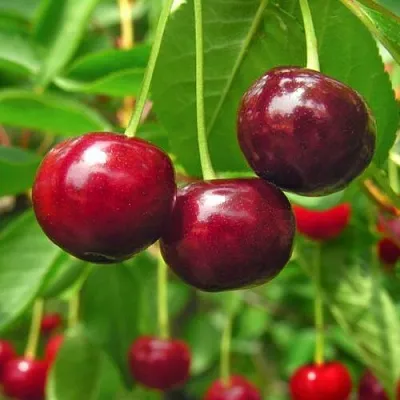 Вишня УЙФЕХЕРТОЙ ФЮРТОШ  Вишня УЙФЕХЕРТОЙ ФЮРТОШ в Костроме