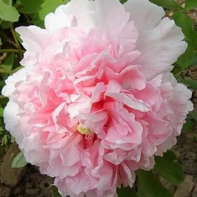 Пион БУКЕТ РОЗОВЫХ ГВОЗДИК древовидный  Пион БУКЕТ РОЗОВЫХ ГВОЗДИК древовидный в Костроме