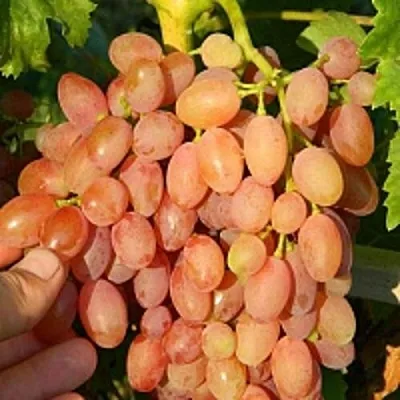 Виноград КИШМИШ ЛУЧИСТЫЙ в Костроме