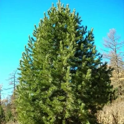 Сосна кедровая сибирская  Сосна кедровая сибирская в Костроме