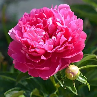 Пион БУШЕЛА травянистый  Пион БУШЕЛА травянистый в Костроме