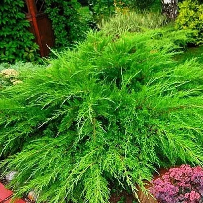 Можжевельник МИНТ ДЖУЛЕП средний  Можжевельник средний Mint Julep (МИНТ ДЖУЛЕП) в Костроме