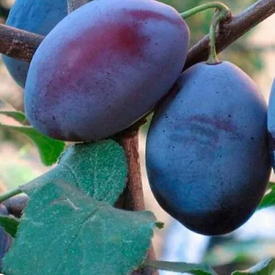 Слива СМОЛИНКА  Слива СМОЛИНКА в Костроме