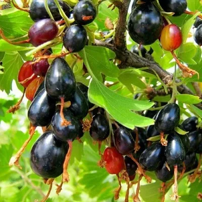 Смородина золотистая БОКАЛИНСКАЯ  Смородина золотистая БОКАЛИНСКАЯ в Костроме