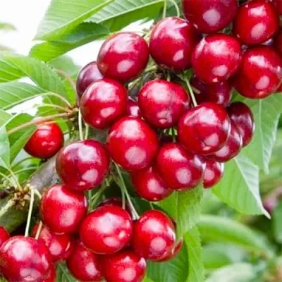 Вишня МАЛЮТКА колонновидная  Вишня МАЛЮТКА колонновидная в Костроме