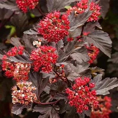 Пузыреплодник РЕД БАРОН  Пузыреплодник РЕД БАРОН в Костроме