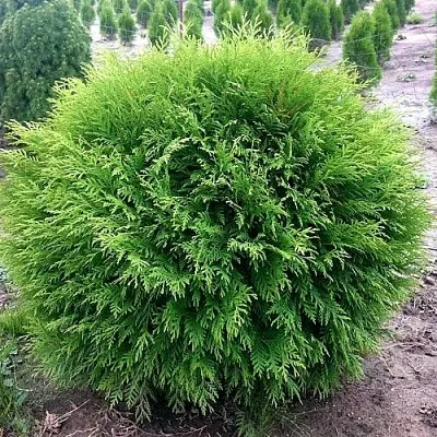 Туя ЛИТЛ ЧЕМПИОН западная  Туя ЛИТЛ ЧЕМПИОН западная в Костроме