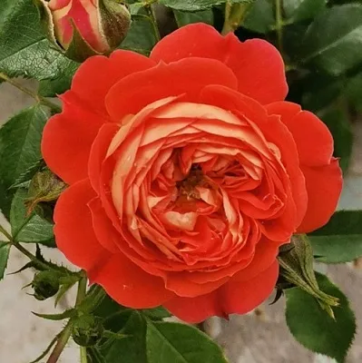 Саженцы роз СТАРЛЕТ РОУЗ КАРМЕН плетистая  Саженцы роз СТАРЛЕТ РОУЗ КАРМЕН плетистая в Костроме