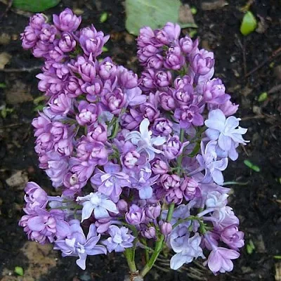 Сирень НАДЕЖДА  Сирень НАДЕЖДА в Костроме