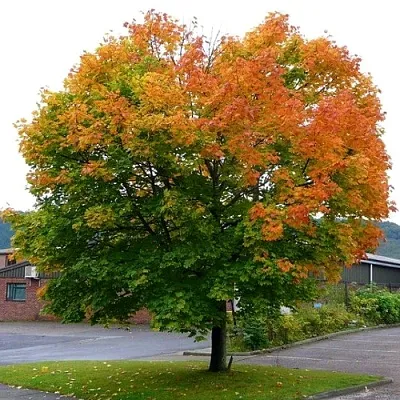 Клен остролистный  Клен остролистный в Костроме