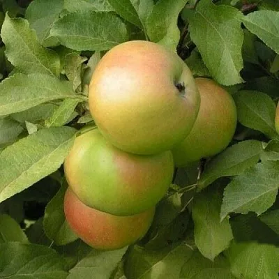 Яблоня ВЕРБНОЕ  Яблоня ВЕРБНОЕ в Костроме