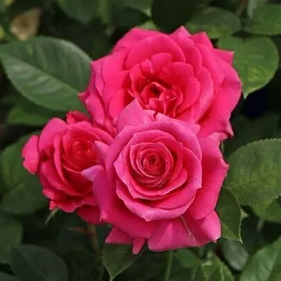 Саженцы роз ЛАВ ЛЕТТЕР флорибунда  Саженцы роз ЛАВ ЛЕТТЕР флорибунда в Костроме