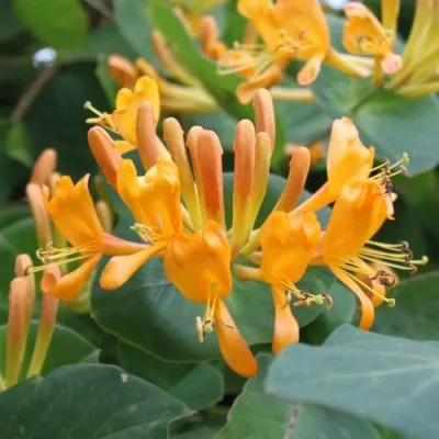 Жимолость ТЕЛЬМАНА в Костроме