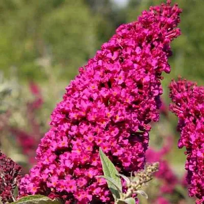 Буддлея давида РОЯЛ РЕД  Буддлея давида РОЯЛ РЕД в Костроме