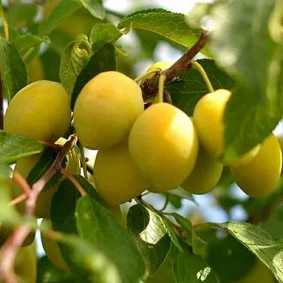 Слива ОЧАКОВСКАЯ ЖЕЛТАЯ в Костроме