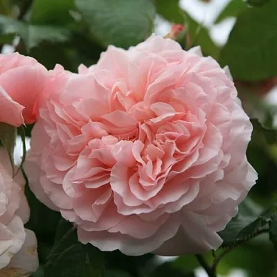 Саженцы роз РОЗ ДЕ ТОЛБИАК плетистая  Саженцы роз РОЗ ДЕ ТОЛБИАК плетистая в Костроме