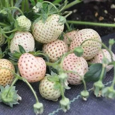 Клубника АНАНАСА ремонтантная в Костроме