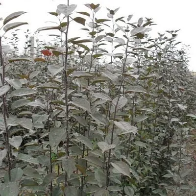 Подвой яблони 54-118 в Костроме