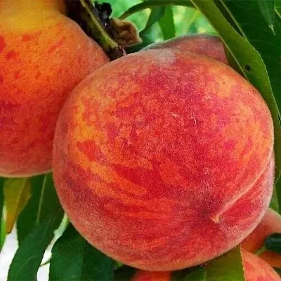 Персик ЗОЛОТОЙ ЮБИЛЕЙ  Персик ЗОЛОТОЙ ЮБИЛЕЙ в Костроме