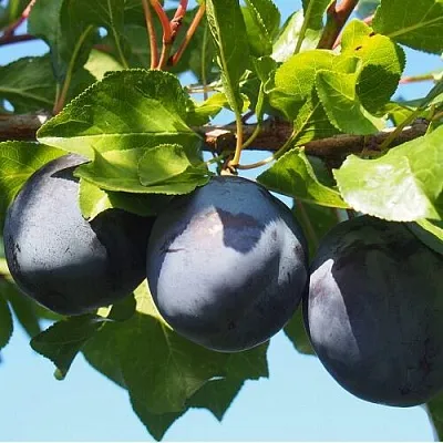 Слива ВОЛАТ  Слива ВОЛАТ в Костроме