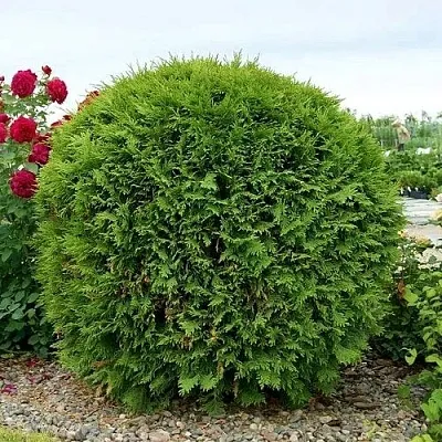 Туя ВУДВАРДИ западная  Туя ВУДВАРДИ западная в Костроме