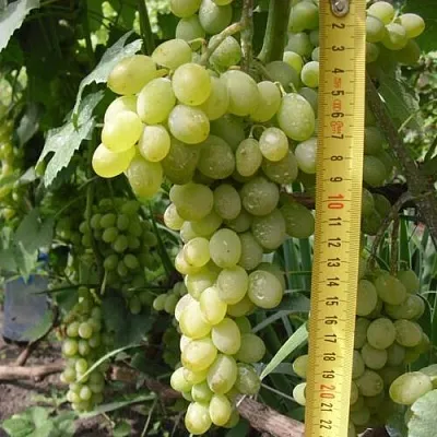 Виноград АНАНАСНЫЙ РАННИЙ в Костроме