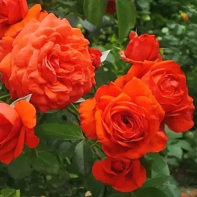 Саженцы роз МАЙНТАУЭР плетистая  Саженцы роз МАЙНТАУЭР плетистая в Костроме