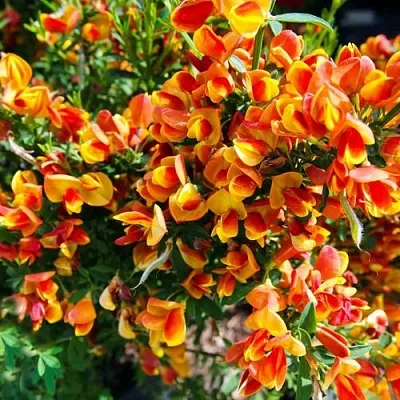 Ракитник АНДРЕАНУС  Ракитник АНДРЕАНУС в Костроме