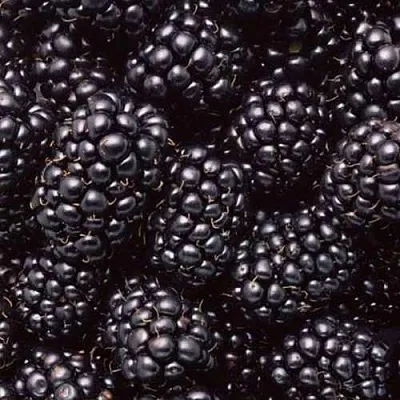 Ежевика ОРКАН бесшипная  Ежевика ОРКАН бесшипная в Костроме