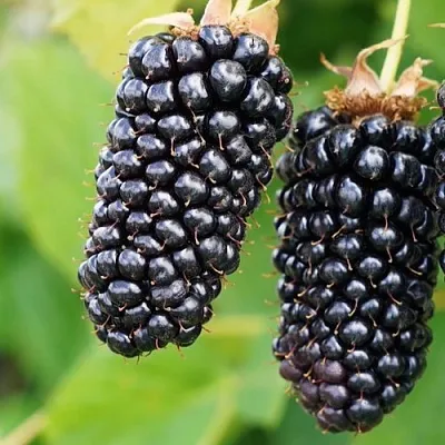 Ежевика КОЛАМБИЯ ГИГАНТ бесшипная  Ежевика КОЛАМБИЯ ГИГАНТ бесшипная в Костроме