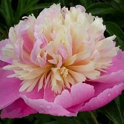 Пион ВЕСЕННЯЯ ПАЛИТРА травянистый  Пион ВЕСЕННЯЯ ПАЛИТРА травянистый в Костроме