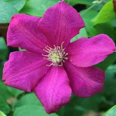 Клематис ЭРНЕСТ МАРКХАМ  Клематис ЭРНЕСТ МАРКХАМ в Костроме