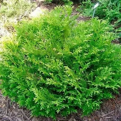 Туевик НАНА долотовидный   Туевик НАНА долотовидный  в Костроме