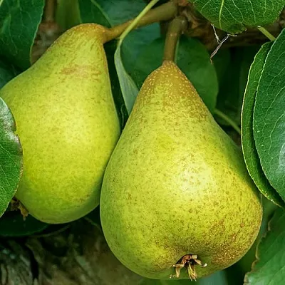 Груша Г-6 колонновидная  Груша Г-6 колонновидная в Костроме