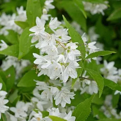 Дейция шершавая  Дейция шершавая в Костроме