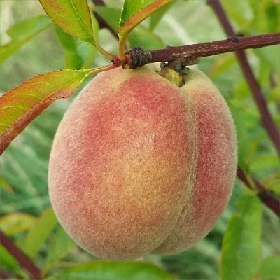 Персик ЕЛГАВСКИЙ  Персик ЕЛГАВСКИЙ в Костроме