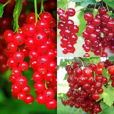 Комплект КРАСНЫЙ УРОЖАЙ в Костроме