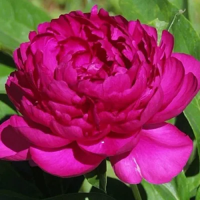Пион БАРХАТ НОЧИ травянистый  Пион БАРХАТ НОЧИ травянистый в Костроме