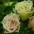 Саженцы роз ГРИН ДАЙМОНД миниатюрная в Костроме