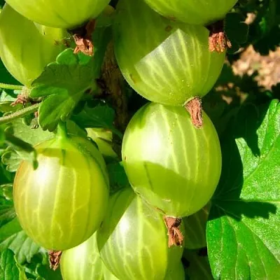 Крыжовник МАЛАХИТ  Крыжовник МАЛАХИТ в Костроме