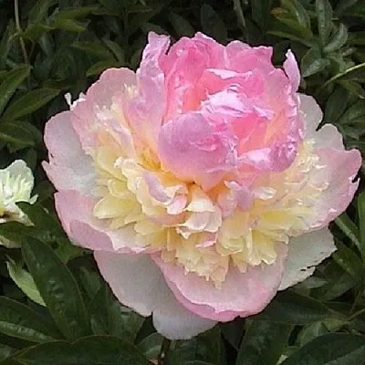 Пион РАСБЕРРИ САНДЕЙ травянистый  Пион РАСБЕРРИ САНДЕЙ травянистый в Костроме