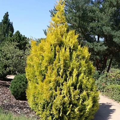 Туя СТОУНХАМ ГОЛД складчатая в Костроме