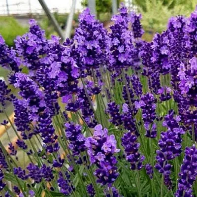 Лаванда ХИДКОТ БЛЮ узколистная  Лаванда ХИДКОТ БЛЮ узколистная в Костроме