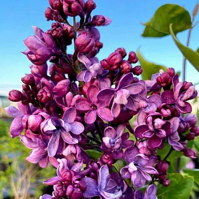 Сирень ВИОЛЕТТА  Сирень ВИОЛЕТТА в Костроме