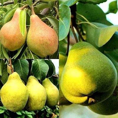 Комплект НАСТОЯЩИЙ ВОСТОРГ в Костроме