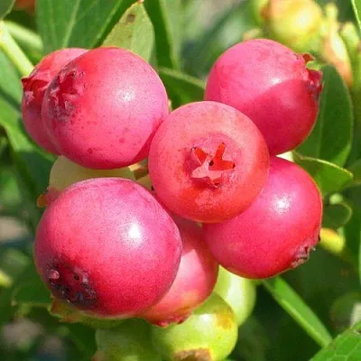 Голубика ПИНК ЛИМОНАД в Костроме