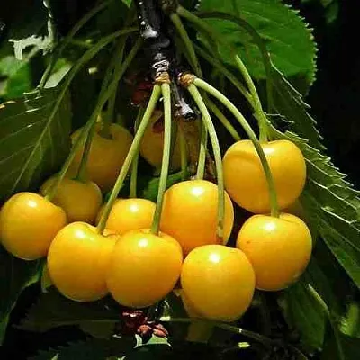 Черешня ЧЕРМАШНАЯ  Черешня ЧЕРМАШНАЯ в Костроме