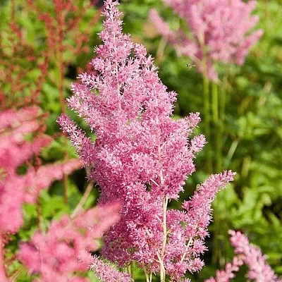 Астильба РЕЙНЛЕНД японская в Костроме