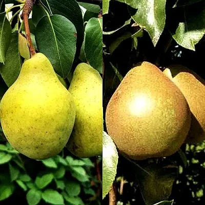 Комплект ДУЭТ в Костроме